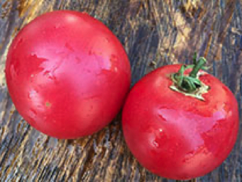 missouri pink love apple heirloom tomato